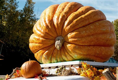 big pumpkin